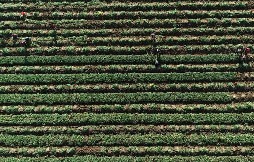 规范化防风基地