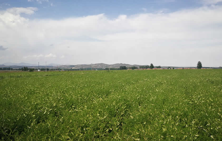 规范化黄芪基地